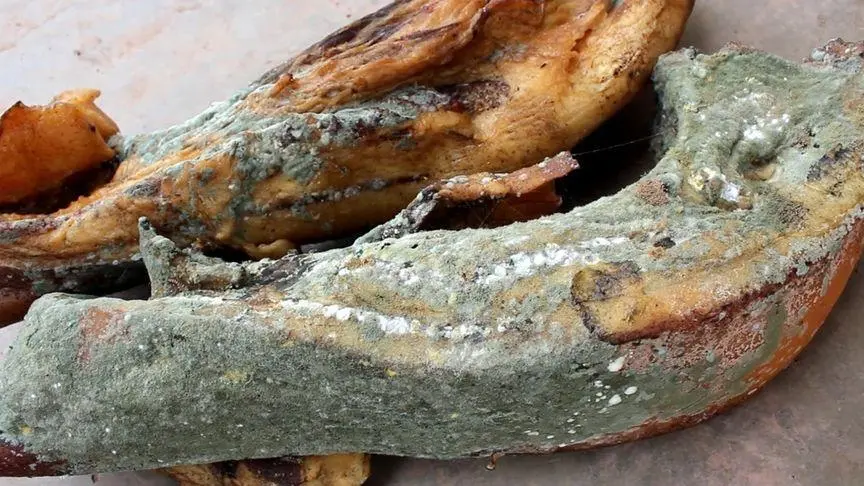 發霉生蟲肉制品 發霉生蟲肉制品